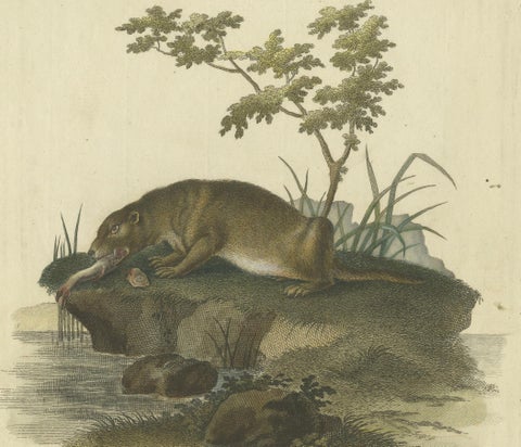 The Otter’s Catch: A Masterpiece Engraving from Johann Daniel Meyer, ca.1750, close-up 2