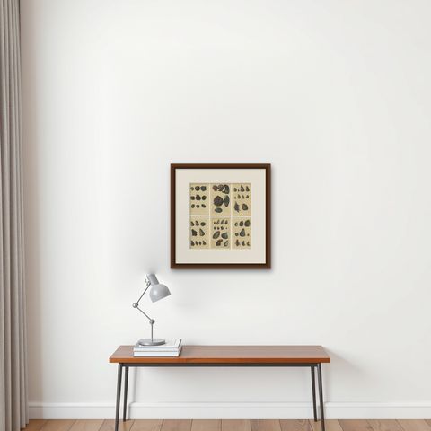 Set of 6 Colored Antique Prints of various Sea Shells and Molluscs, shown framed on a wall
