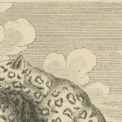 Antique Print of Leopards, c.1760, close-up 1