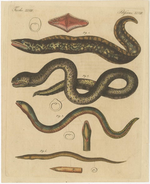 Antique Print of Various Marine Life Including Gymnothorax Afer or Dark Moray, view 3