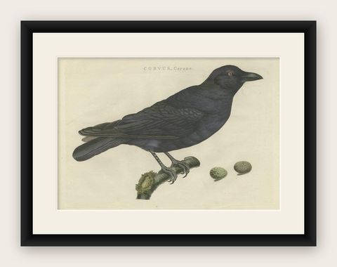 Carrion Crow with Eggs, Hand-Coloured Engraving from Nozeman, 1797, shown framed