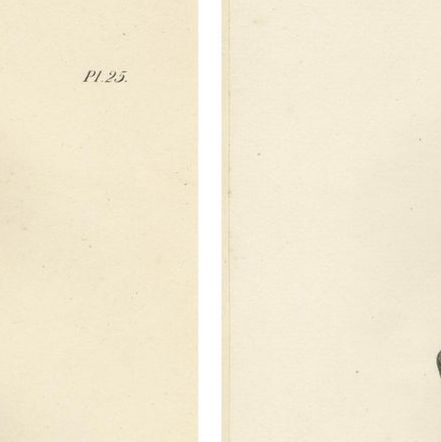 Orangutan, Chimpanzee, Siamang & Gibbons, Lithographs by C.Last, 1836, Primates, close-up 6