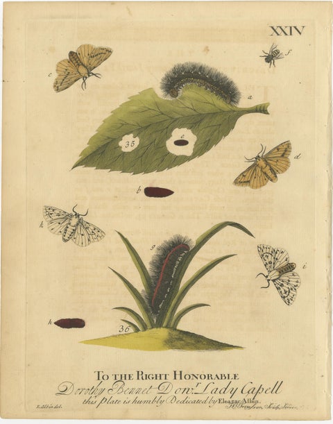 English Tiger & Footman Moths, Scarlet Tiger, Speckled Footman, Albin 1720, view 5
