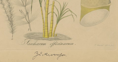 Antique Sugarcane Botanical Print, Saccharum officinarum, Hayne, ca.1820, close-up 5