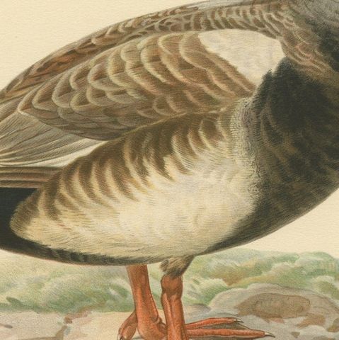 Crimson Crown: Old Bird Print of The Red-Crested Pochard by Magnus von Wright, close-up 4
