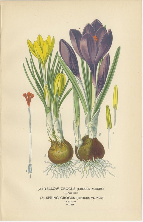 Antique Chromolithographs of Peacock Tiger-Flower, Crocus & Ixia, 1897, view 3