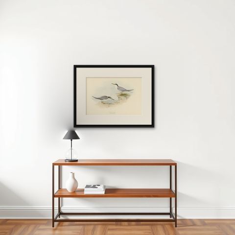 Little Tern, Antique Bird Print by John Gould, Europe Series c.1832, shown framed on a wall