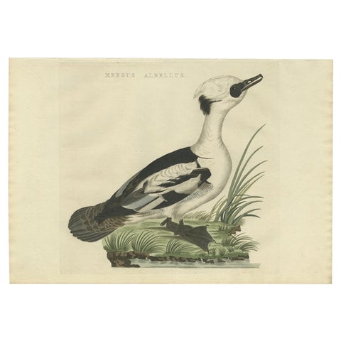Smew Duck, Antique Dutch Bird Print by Sepp & Nozeman, Hand-Colored, circa 1809, view 2