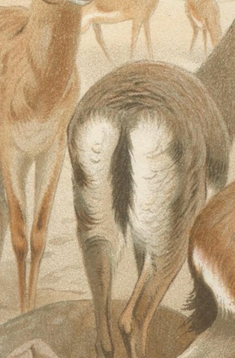 Dorcas Gazelle, Antique Desert Antelope Chromolithograph, 1894, view 4