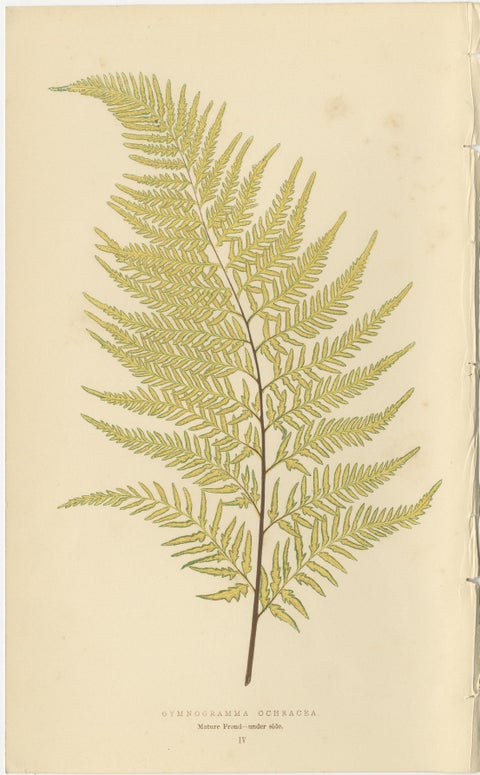 Antique Victorian Fern Botanical Prints, Gymnogramma Plates Wall Art 1856, view 5