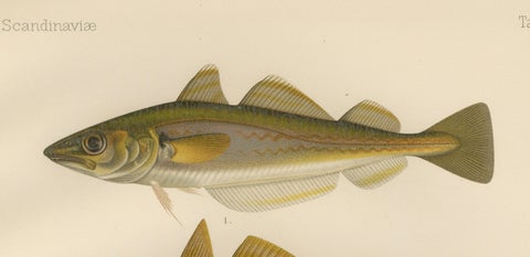 Whiting, Poor Cod, Pollack and Saithe - Captivating Fish Litho, 1895, close-up 4
