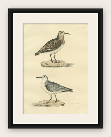 Seasonal Plumage of the Sanderling: Selby's Ornithological Study, 1826, shown framed