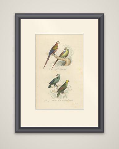 Antique Bird Print of the Red Macaw, Green Macaw and Other Parrots, shown framed