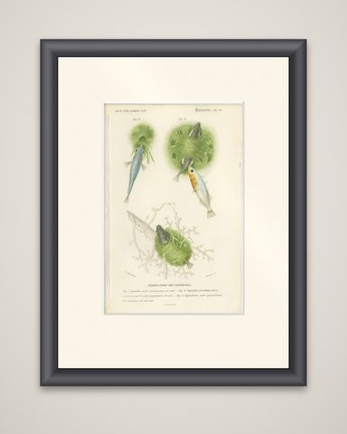 Antique Print of Stickleback Fishes, 1861, shown framed