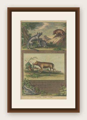 Colored Antique Print of a Babirusa and Two Other Animals, 1726, shown framed