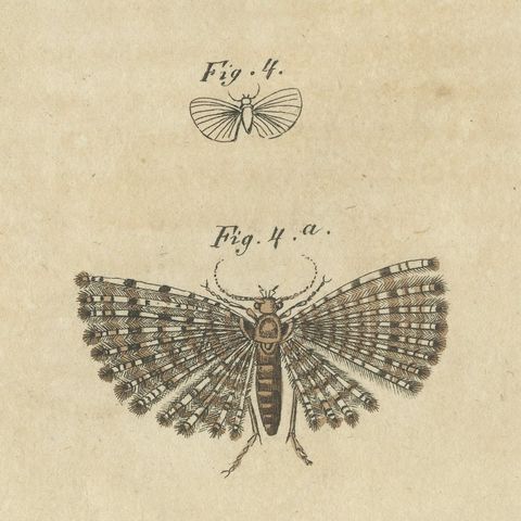 Fruit Moths with Caterpillar in a Cut Apple, Antique Bertuch Print, circa 1815, close-up 3