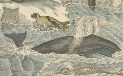 Marine Mammals Print: Whales, Seals, Narwhal & Dolphin, Antique 1867, close-up 5