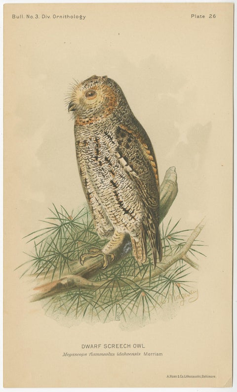 Set of 3 Antique Owl Prints: Dwarf Screech, Burrowing and Great Horned Owl, 1893, view 2