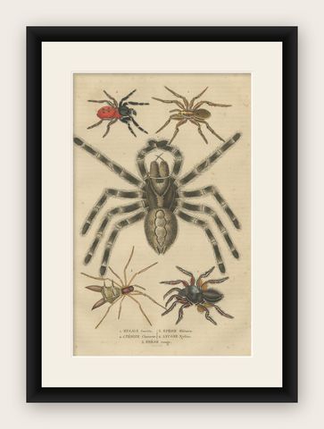 Antique 1845 Arachnid Study: Handcolored Engraving of Varied Spider Species, shown framed