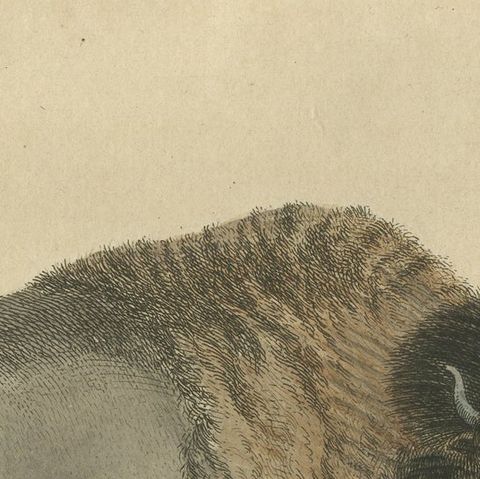 Original Antique Print of a Bison, close-up 2