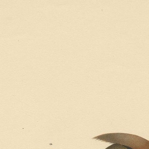 Antique Bird Print of the Bohemian Waxwing by Von Wright, 1927, close-up 1