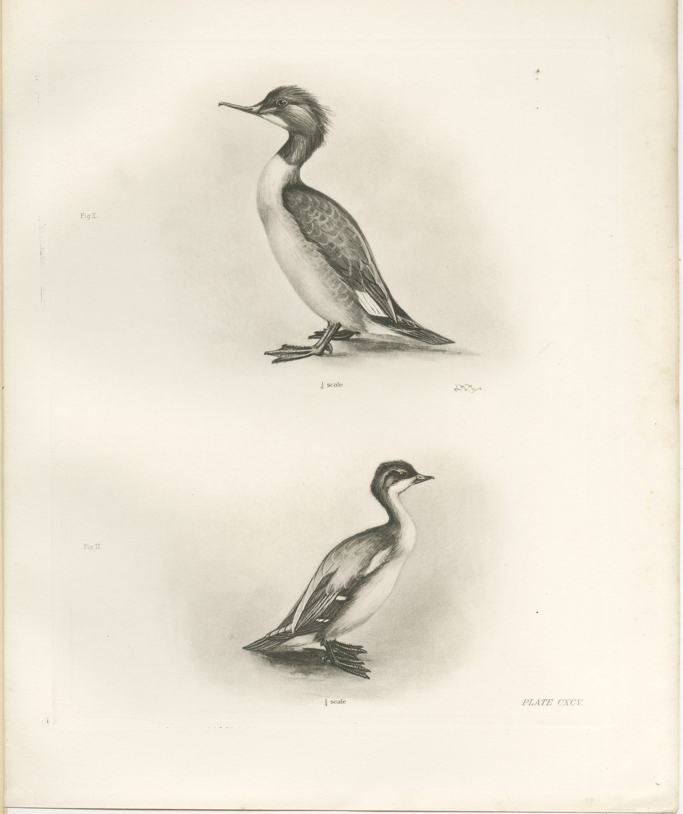 The Goosander and Smew, Antique Photogravure after Lilian Medland, circa 1908