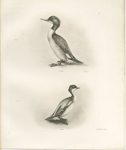 The Goosander and Smew, Antique Photogravure after Lilian Medland, circa 1908