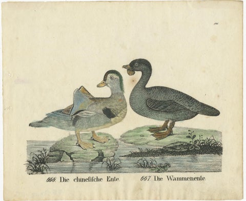 Original Antique Print of two Duck species, view 2