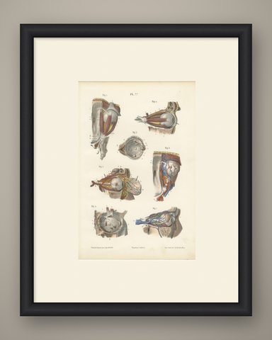 The Muscles of the Eyeball, Antique Hirschfeld Anatomy Print, 1866, shown framed