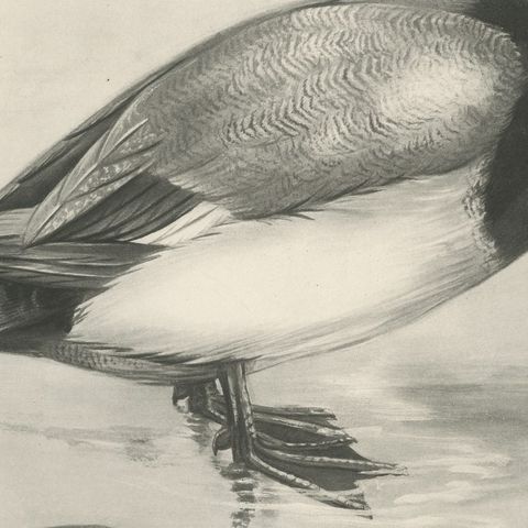 Scaup and Mussels, Antique Bird Print after Lilian Medland, circa 1909, close-up 3