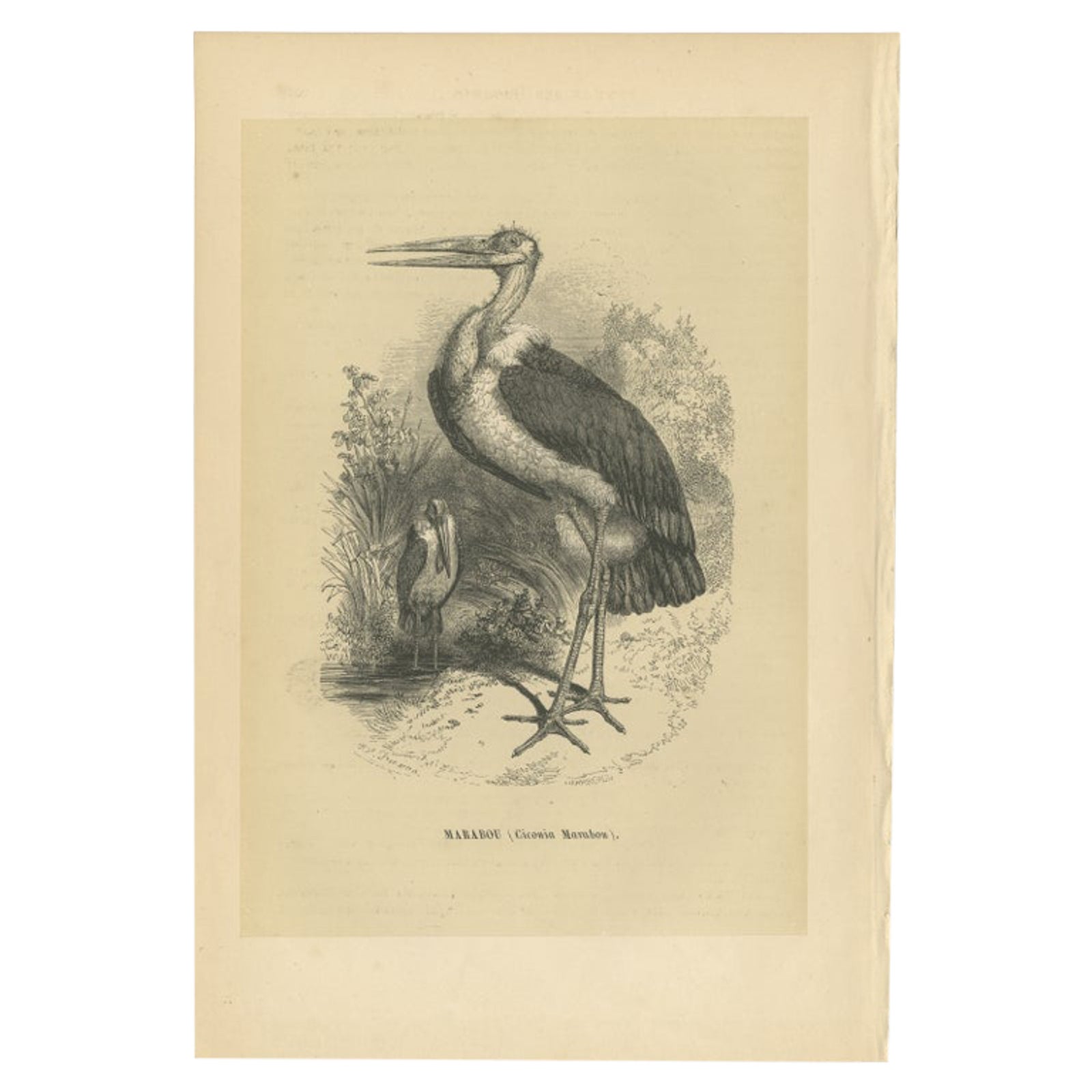 Antique Bird Print of a Marabou Stork by Le Maout, 1853