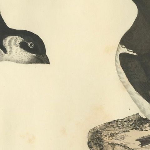 The Little Auk - A Life Seize Study Engraved in Seasonal Plumage by Selby, 1826, close-up 6