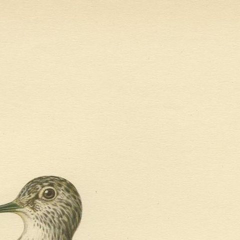 Antique Bird Print of the Wood Sandpiper 'Male' by Von Wright, 1929, close-up 1