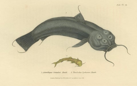 Antique Print with Hand Coloring of Catfish species, close-up 2