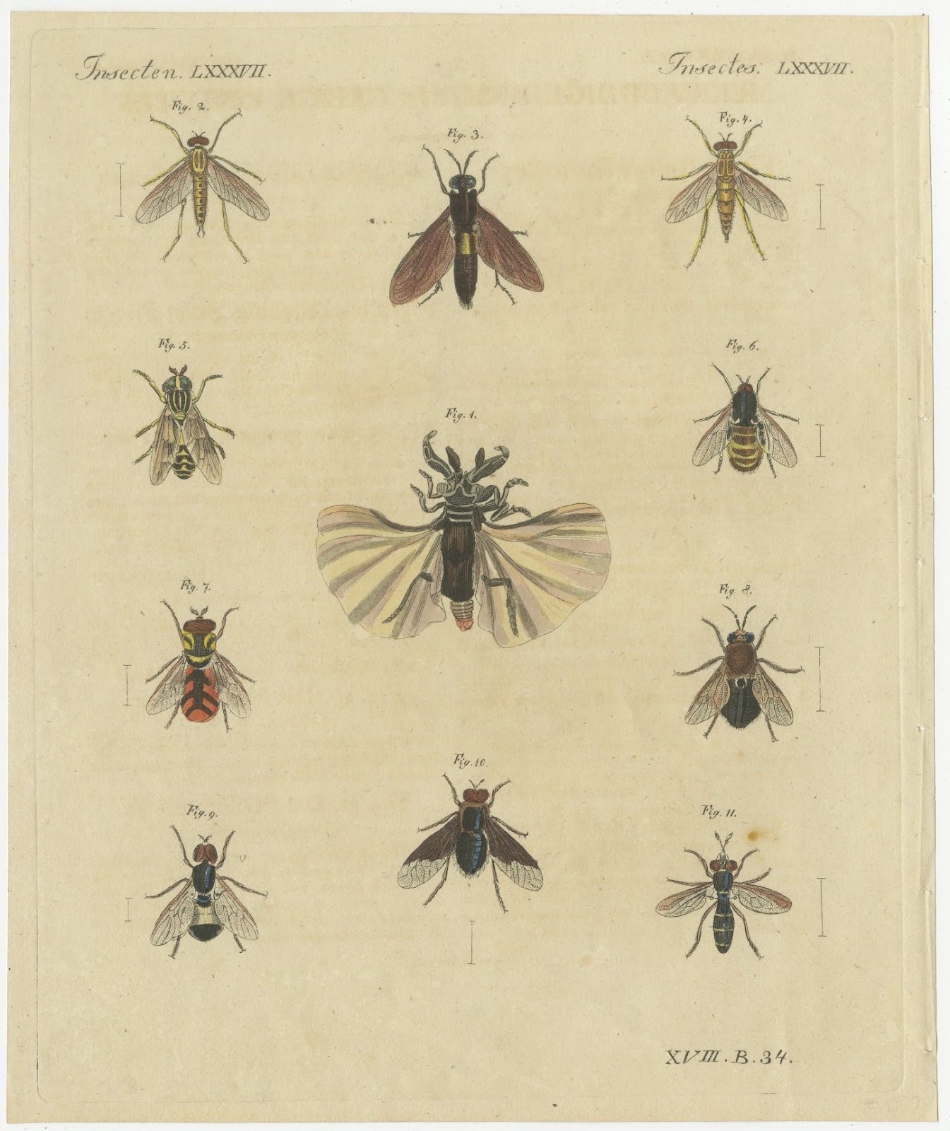 Eleven Flies and Hover Flies, Antique Bertuch Print, circa 1815