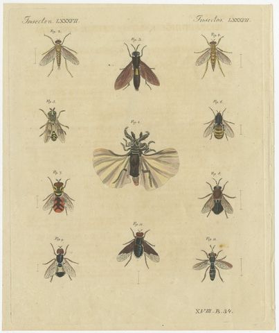 Eleven Flies and Hover Flies, Antique Bertuch Print, circa 1815
