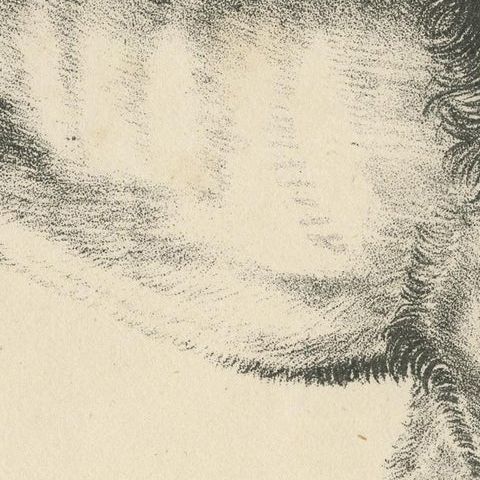 Antique Print of a Senegal Lion, close-up 2