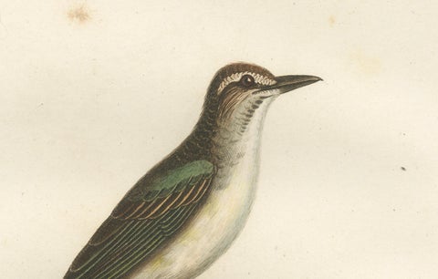 The Black-Whiskered Vireo, An 1807 Large Hand-Colored Ornithological Print, close-up 1