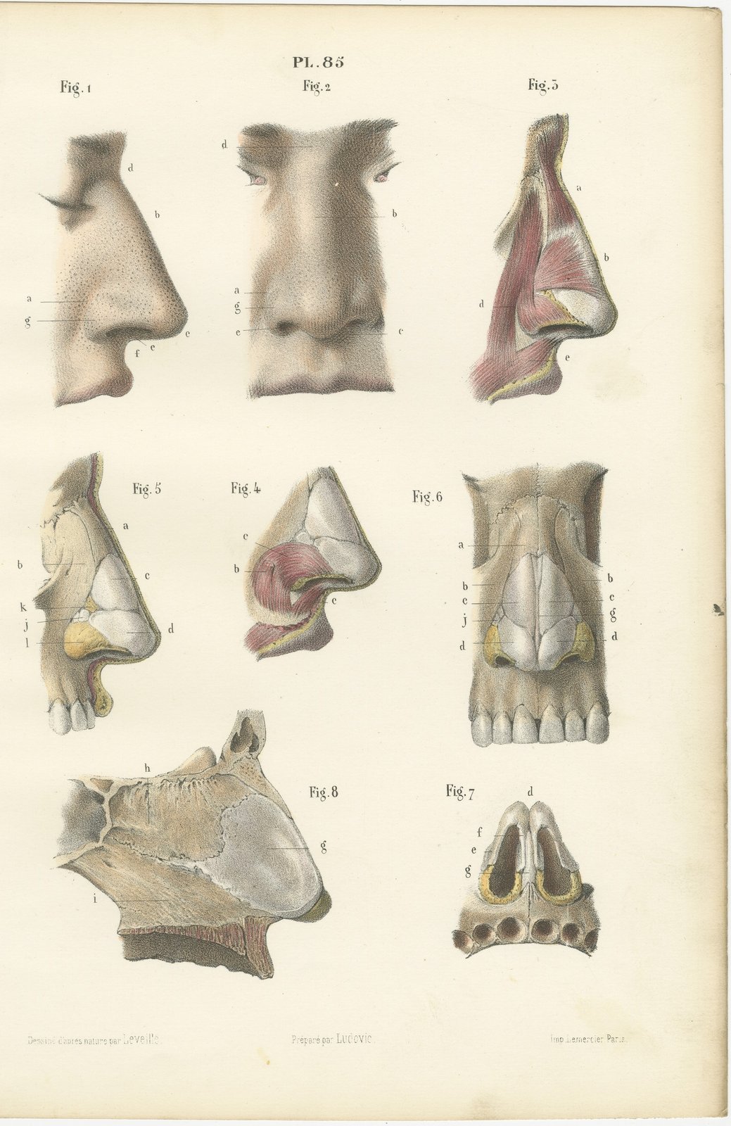 The External Nose and Its Cartilages, Antique Hirschfeld Anatomy Print, 1866