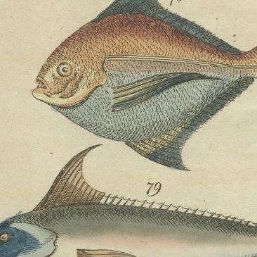 Set of 3 Antique Fish Prints, Sword Fish, John Dory, Haddock, 1832, close-up 1