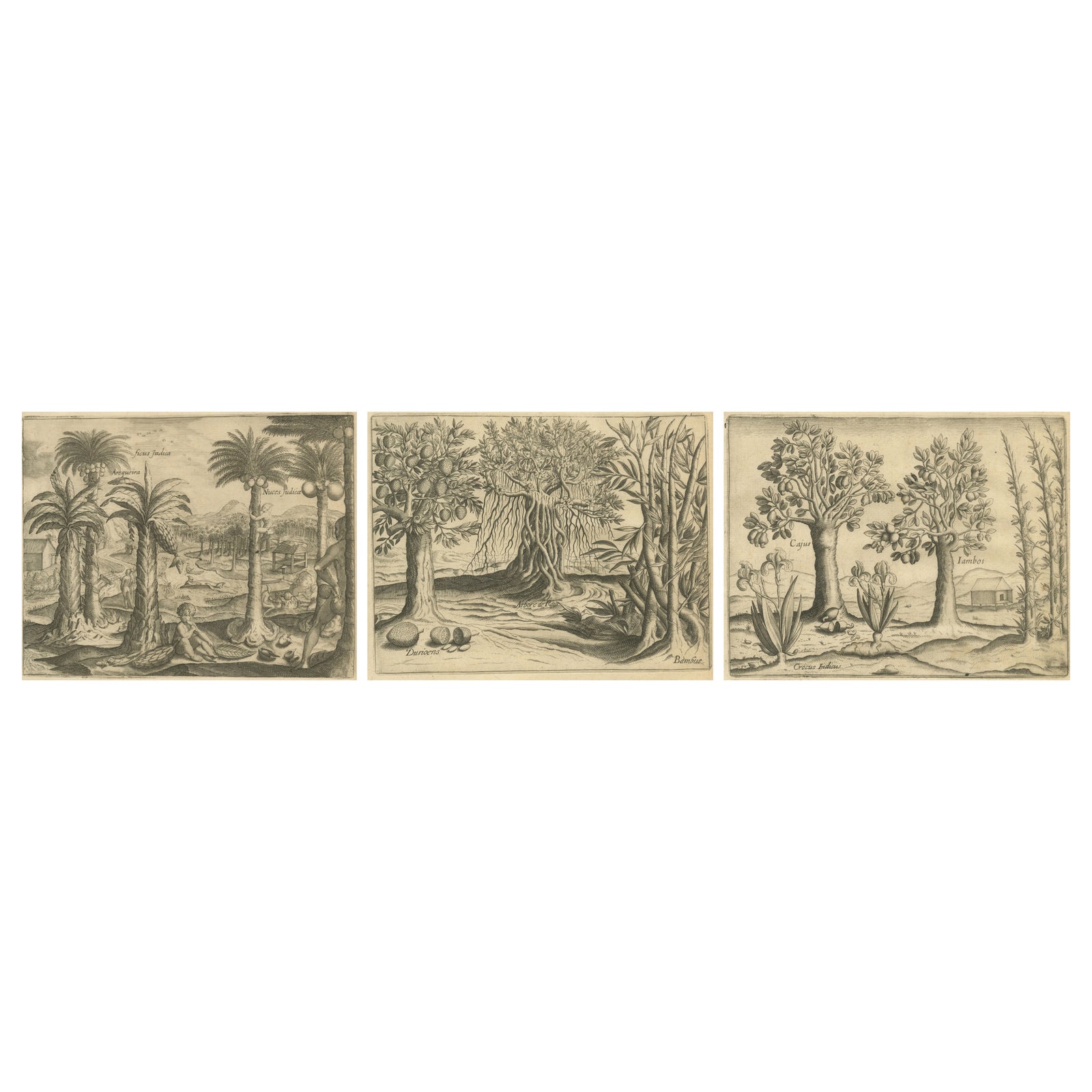 De Bry Indian Botanical Engravings, Coconut, Bamboo & Cashew Trees, c.1598