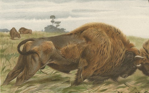 European Bison, Antique Wildlife Chromolithograph after Kuhnert, 1894, close-up 6