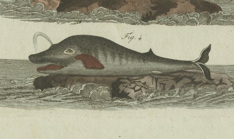 Original Antique Print of Sperm Whale and North Atlantic Whales, ca.1800, close-up 5