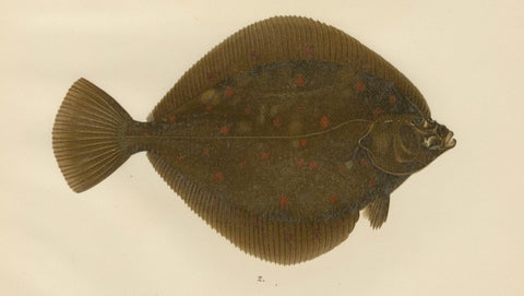 Flounder and Plaice - Vibrant Scandinavian Flatfish Lithograph, 1895, close-up 4