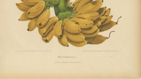 Antique Banana Botanical Chromolithograph by Hoola van Nooten, c. 1880, close-up 5