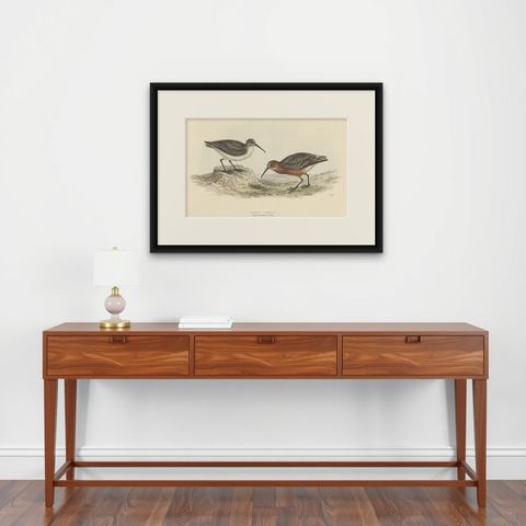 Antique Hand-Colored Bird Print of the Pygmy Curlew by Gould, 1832, shown framed on a wall