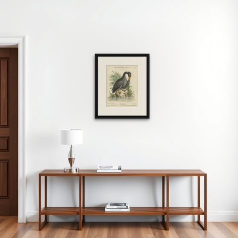Engraving of the Large Black Duck from Hudson's Bay by Johann Seligmann, ca.1770, shown framed on a wall