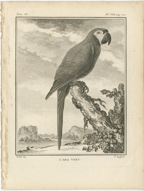 Original Antique Bird Engraving of a Green Macaw, view 2
