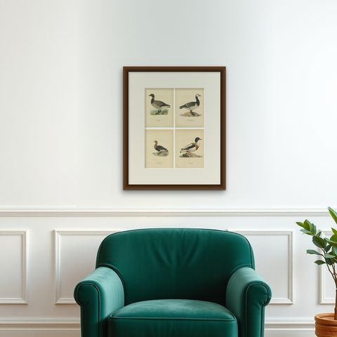 Antique Scandinavian Goose Lithographs Set of 4, Svenska Fåglar, Sweden 1929, shown framed on a wall