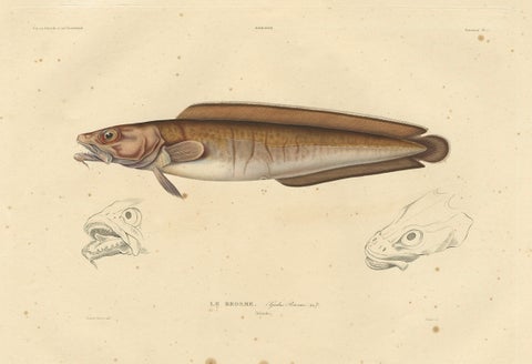 Antique Ichthyology Print, Cusk Fish (Le Brosme) from Gaimard Voyage, 1842, close-up 4
